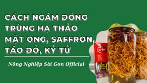 cach-ngam-dong-trung-ha-thao-saffron-tao-do-ky-tu